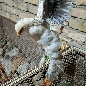 Paroda juyje