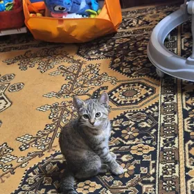 котёнок