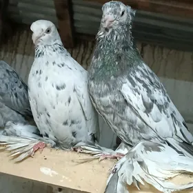 Kepderi