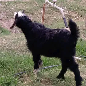 owlak çewiş