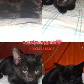 котёнок