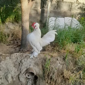Карлык