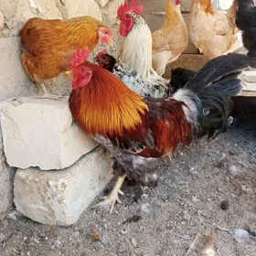Horaz