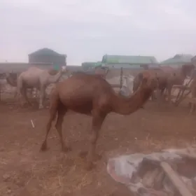 Owşuk torum