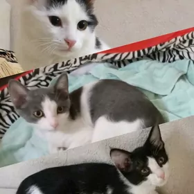 котята
