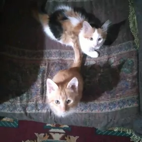 Супер котята