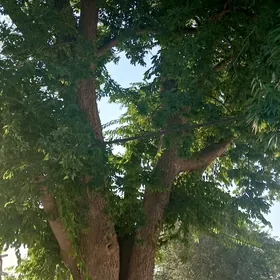 Dagdan agaç