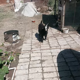 geçi admen gyzybilen
