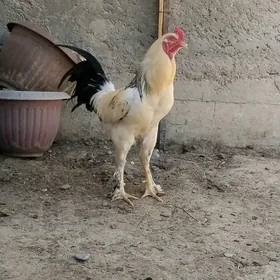 Ak Taşkent