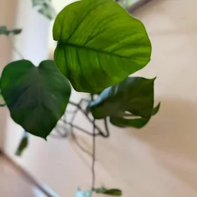 Monstera