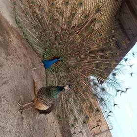 tawus guş