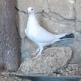 kepderi