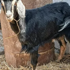 1 ýyl bolan dog geçi