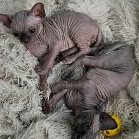 сфинкс котята мальчики 2мес