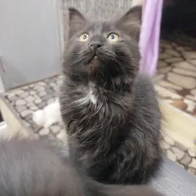 котята