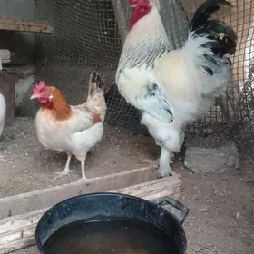 brama horaz