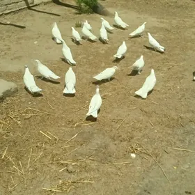 KEPDERLER