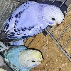 popugay