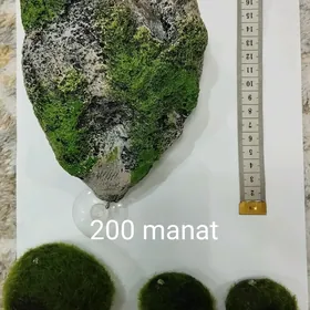 для аквариума akwarium üçin
