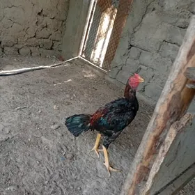Taşkent
