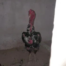 хораз