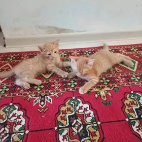 puhsi pişik