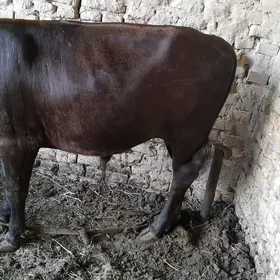 õküz 1,5  ÿagdaÿy go