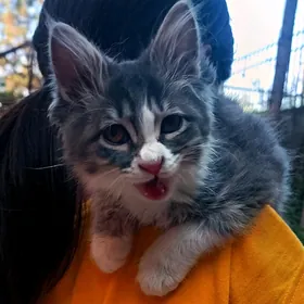 котёнок