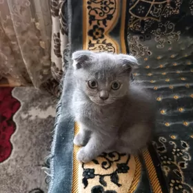 котята