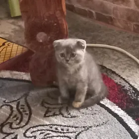 кошечка