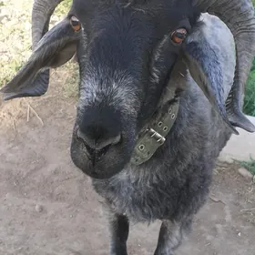 koc