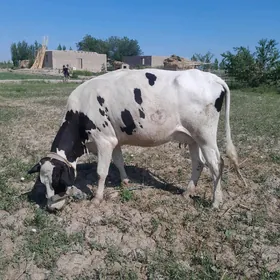 arassa galisteyin