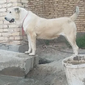 алабай угражы догмадык