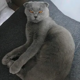 wislauha sery pişik