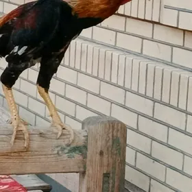 baysow horaz