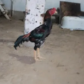 horaz