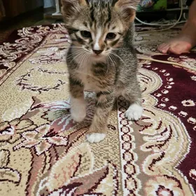 котята