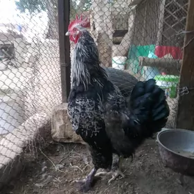 Horaz