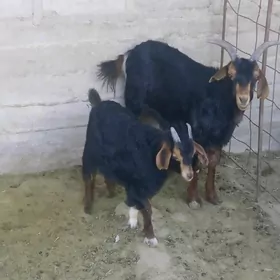 овлаклы гечи