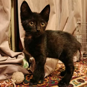 черный котёночек