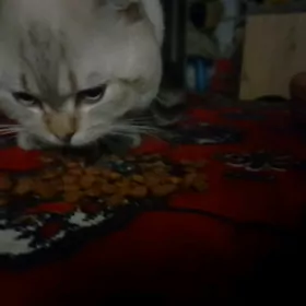 pisikler