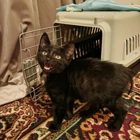 мальчик котёнок