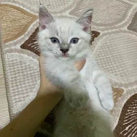 котенок