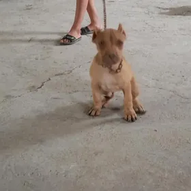 pitbull