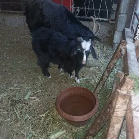 Owlakly geçi