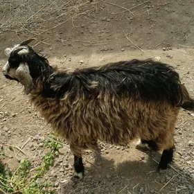 geci