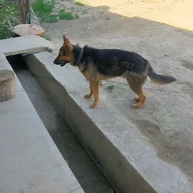 Nemeski Afchalka