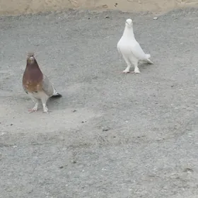 kepderi