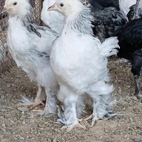 brama tyroka