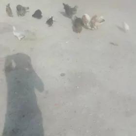towukla.Brama.